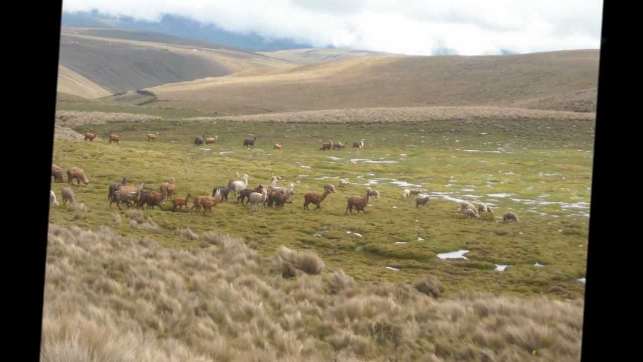 Nelson Dueñas    -huagrahuasi