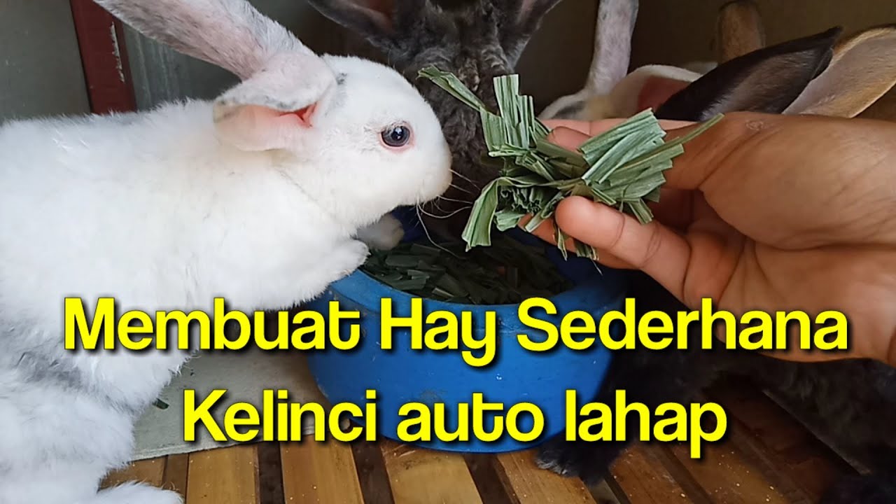 Cara Membuat Rumput Hay untuk pakan kelinci | How to make Hay for rabbit feed