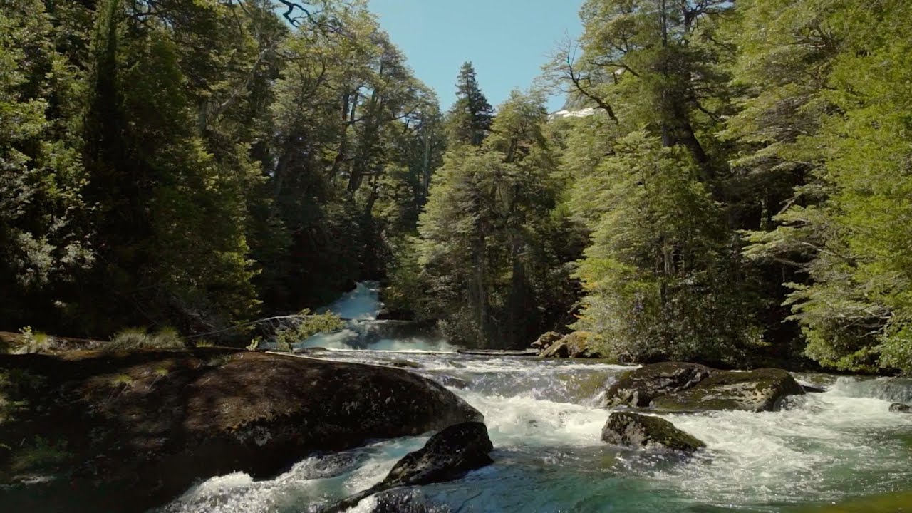 Bask in An Ancient Forest | Relax with Nature | The Wild Place | BBC Earth