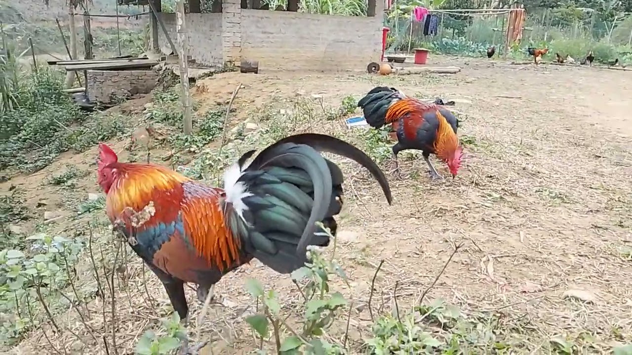 Hôm nay lại lên hai em mồi cho ae ngắm chơi 