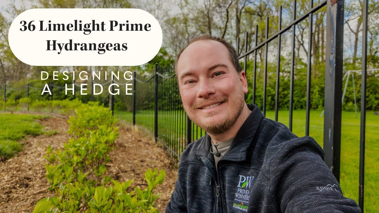 Planting a Hedge of 36 Proven Winners Limelight Prime Hydrangeas (Helpful Hedge Planting Tips)