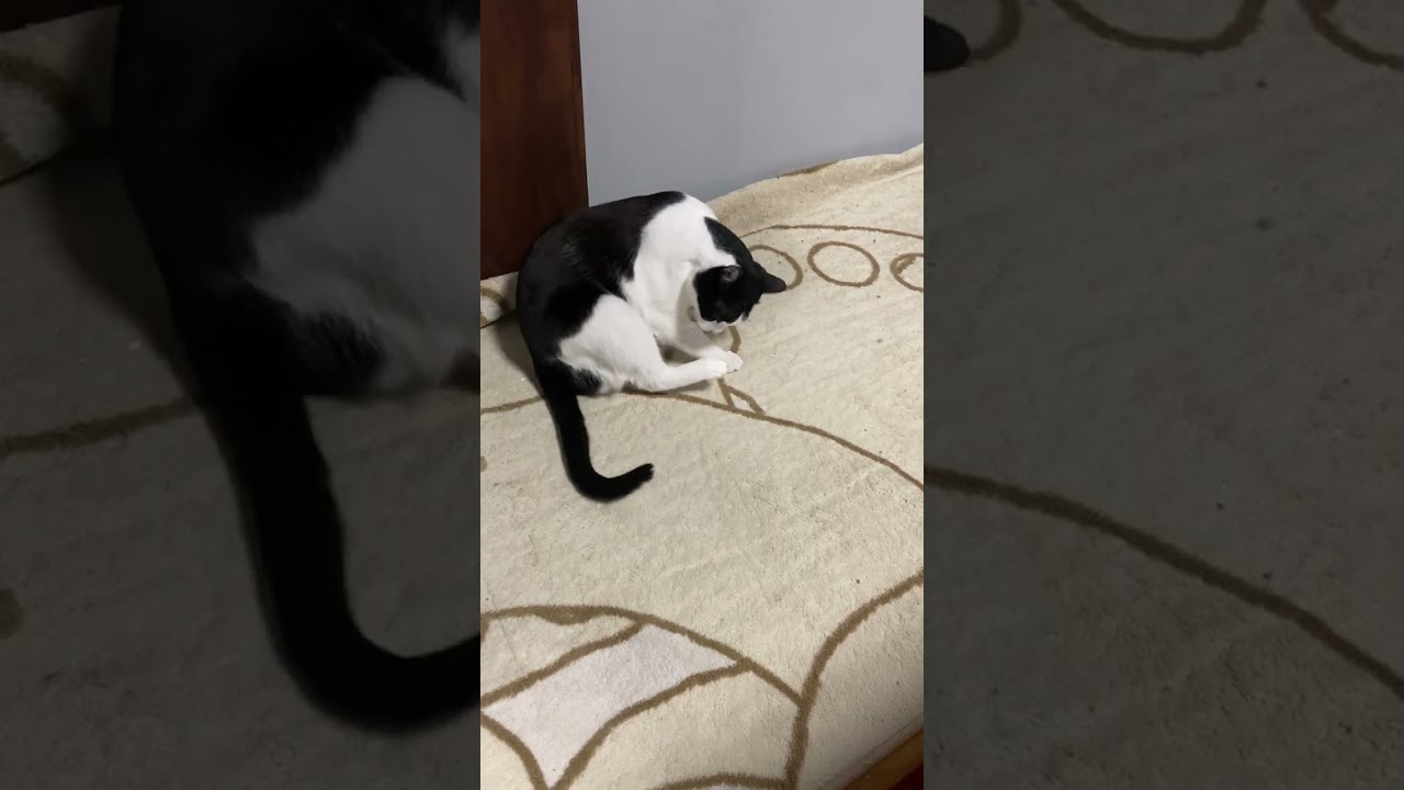 念入りで丁寧だが、バカな猫ハチ　ハチワレ