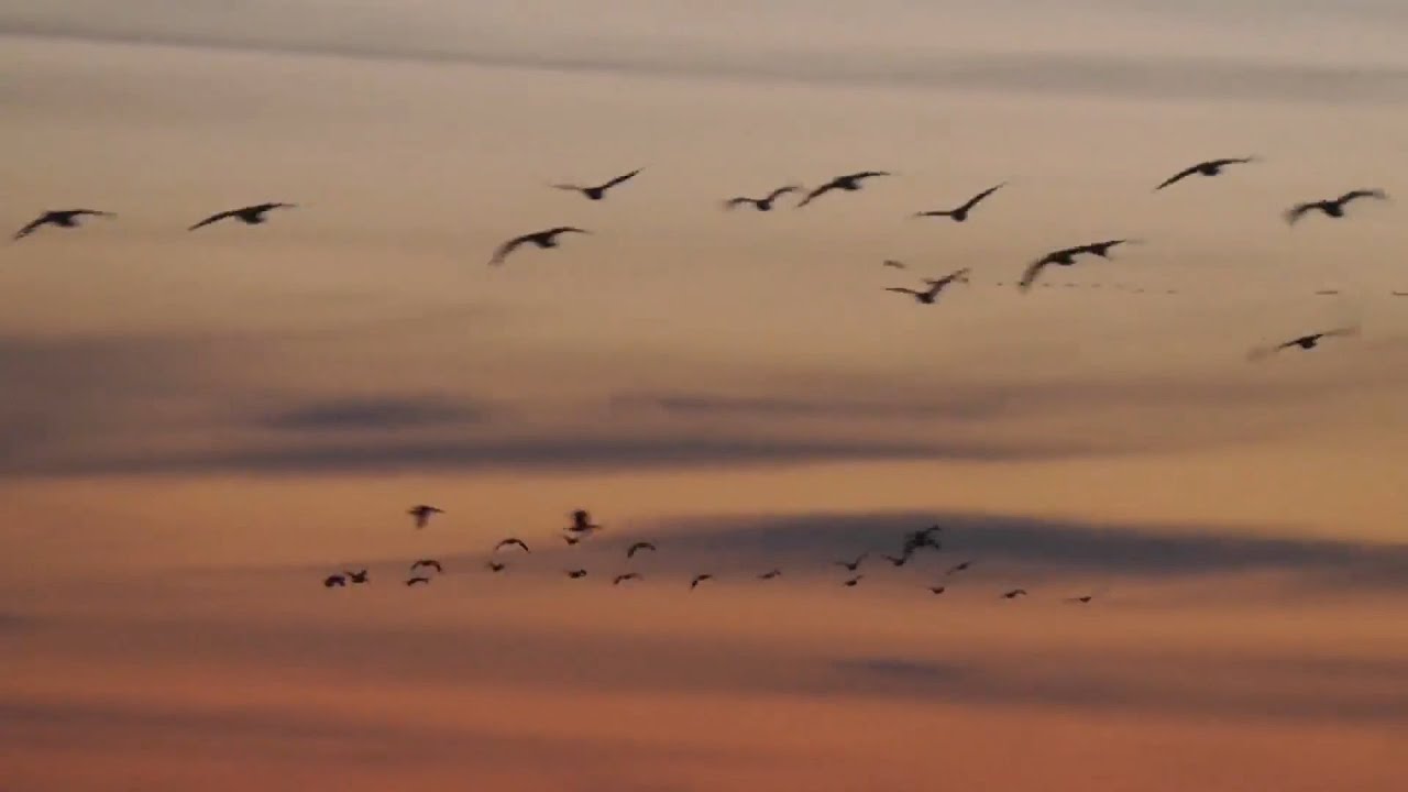 Vögel gucken 2. 3. 24 Bornhorster Huntewiesen