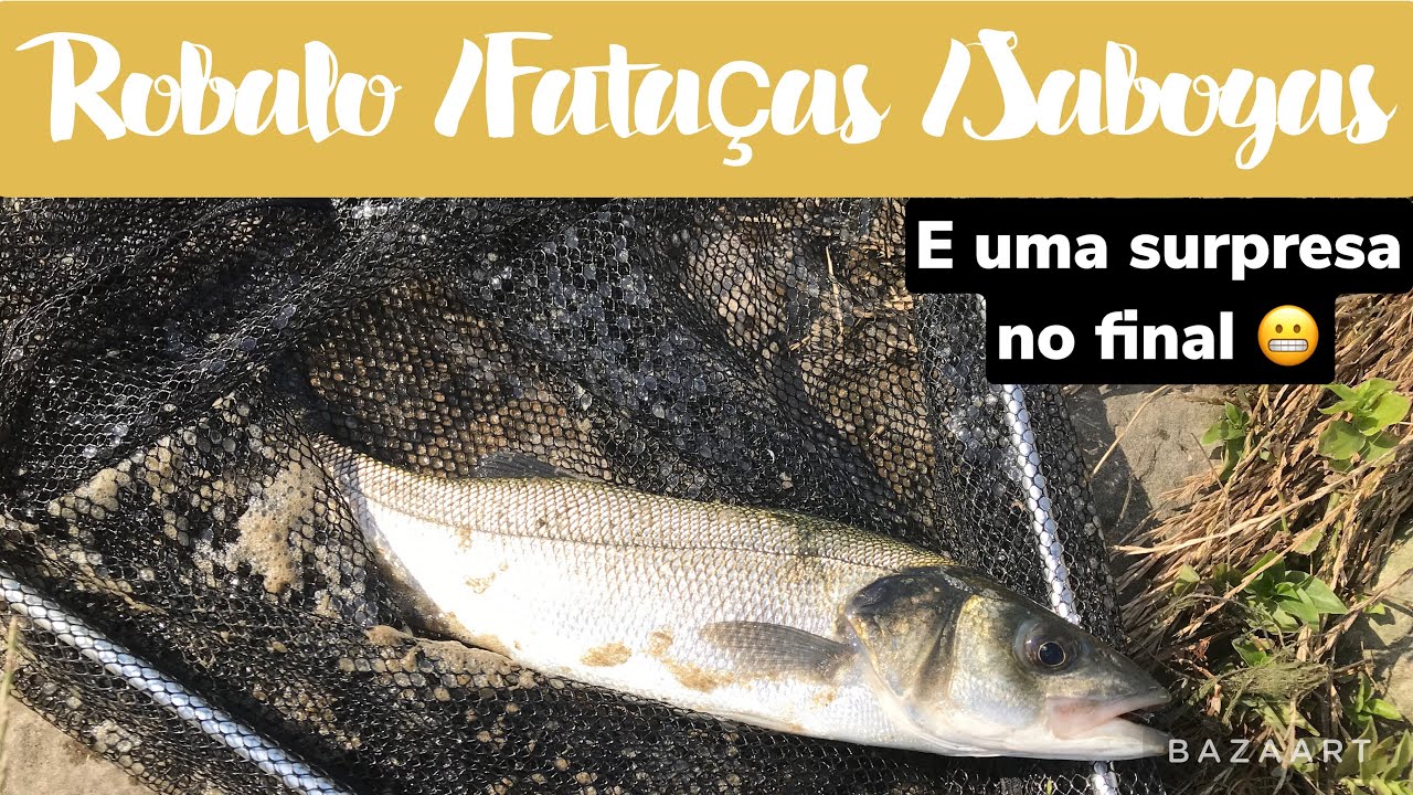Robalo , fataças , sabogas e ainda uma surpresa no final na cana lrf 😬 Rio Tejo