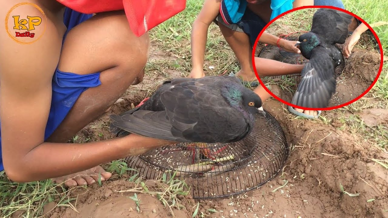 Electric Fan Guard Trap &ndash; Awesome Quick Trap Using Electric Fan &ndash; Amazing Tow Boys Make Bird Trap