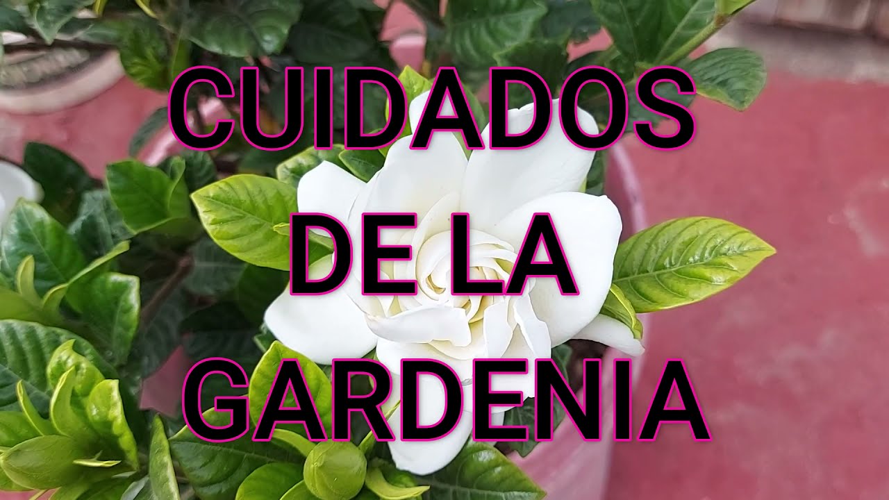 Cuidados de la GARDENIA
