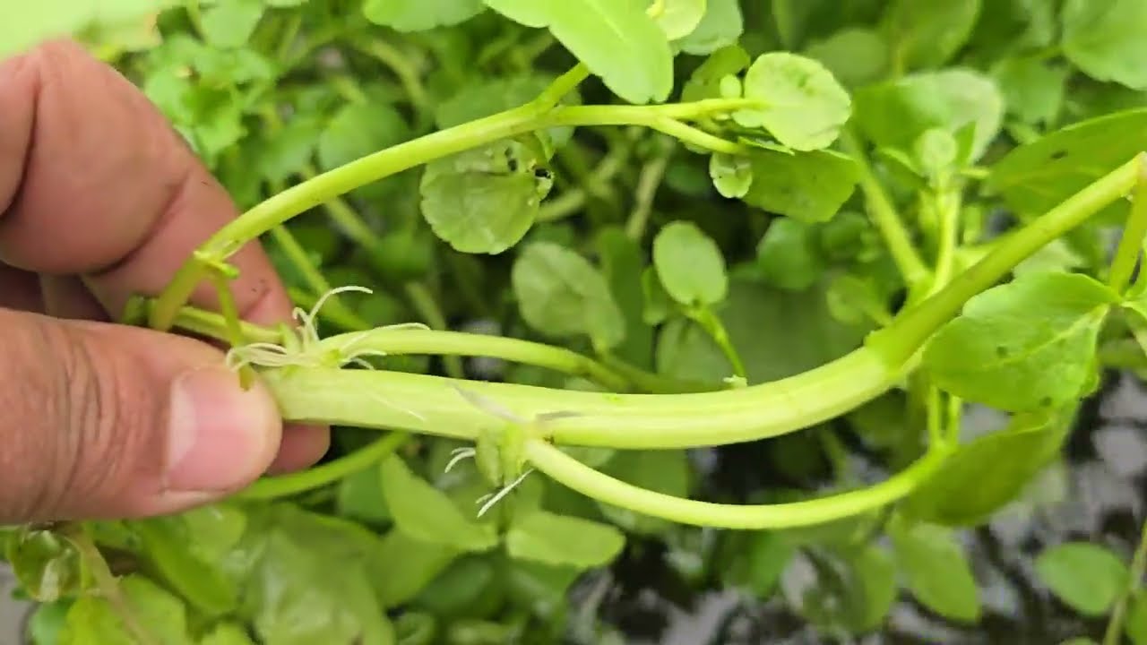 COMO CULTIVAR BERRO HIDROPONICO