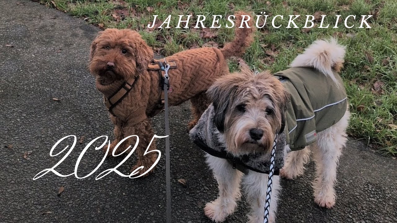Unser Hunde- Jahresrückblick 2025