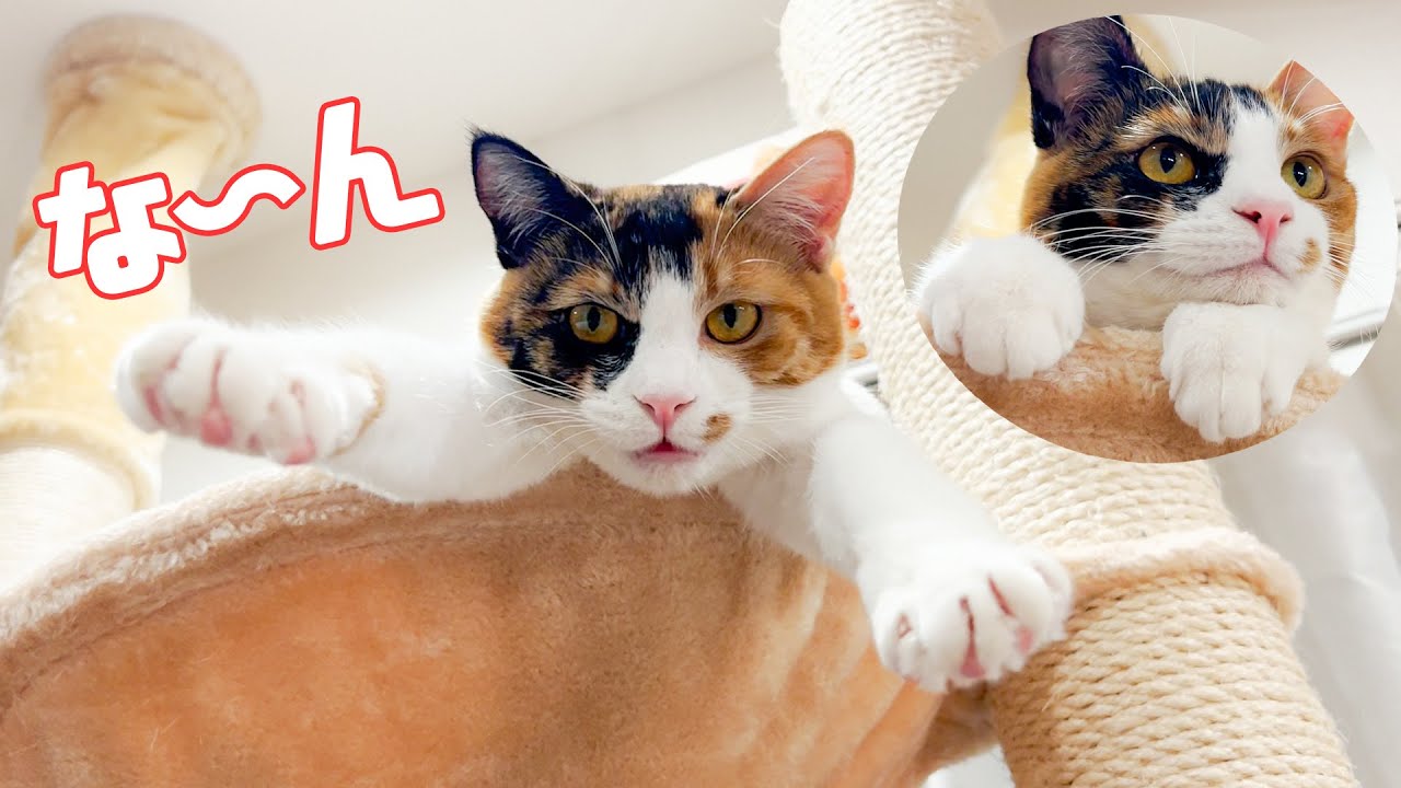 うちの子猫がとんでもない格好して寝ていたので見てほしいです。