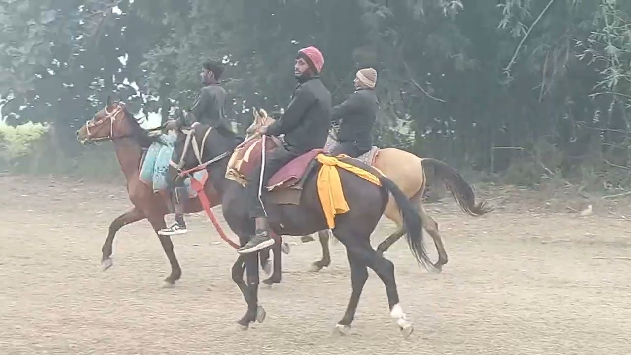 डुमरी मेला 2025 रफ्तार घोड़ा sawar hare ram yadav मालिक तपेश्वर यादव gaya ji bihar se 
