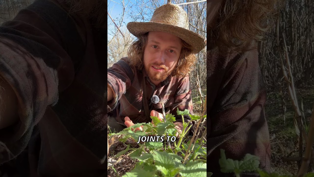 How to eat raw stinging nettles #survival #outdoors #foraging #garden #bushcraft
