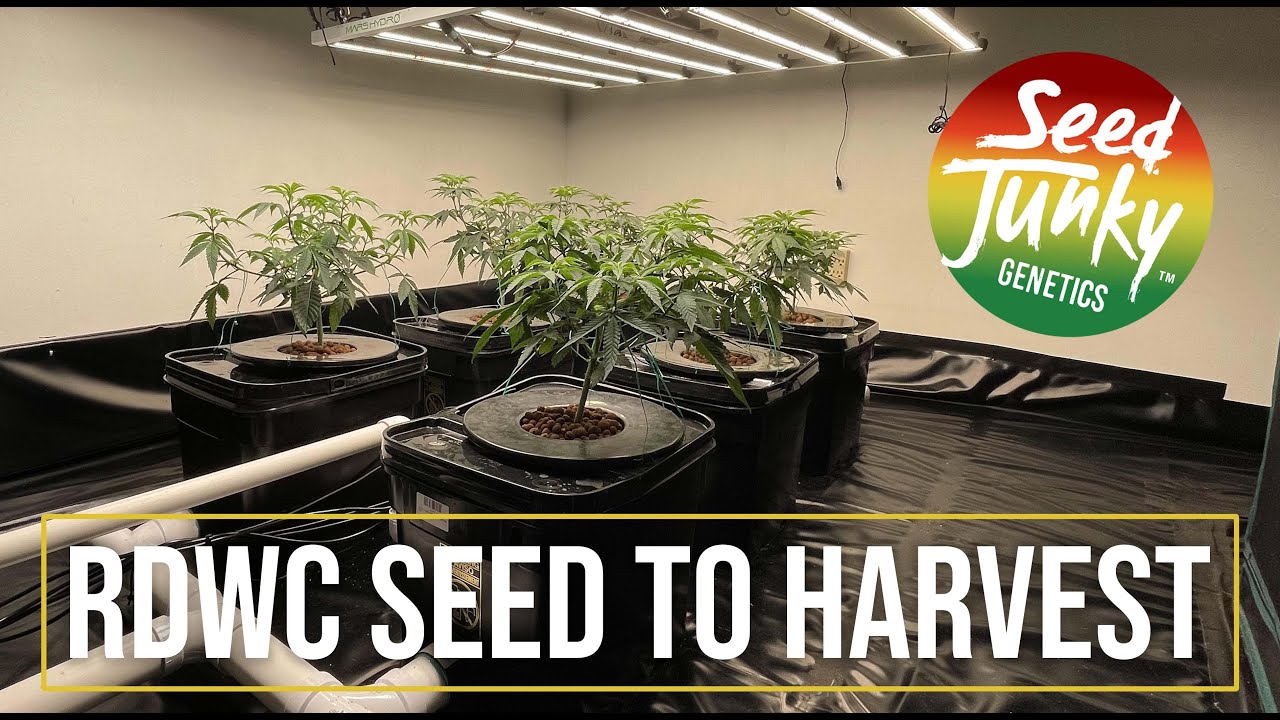Transplanting Seed Junky Run To RDWC - Low Stress Train for Fat YIELDS EP.2
