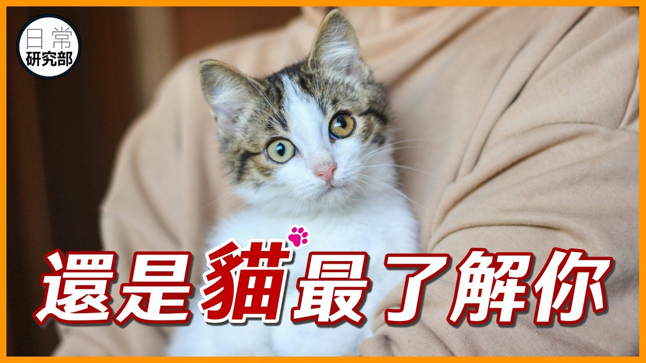 貓是你的一面鏡子，你和貓最相似的7個特徵！