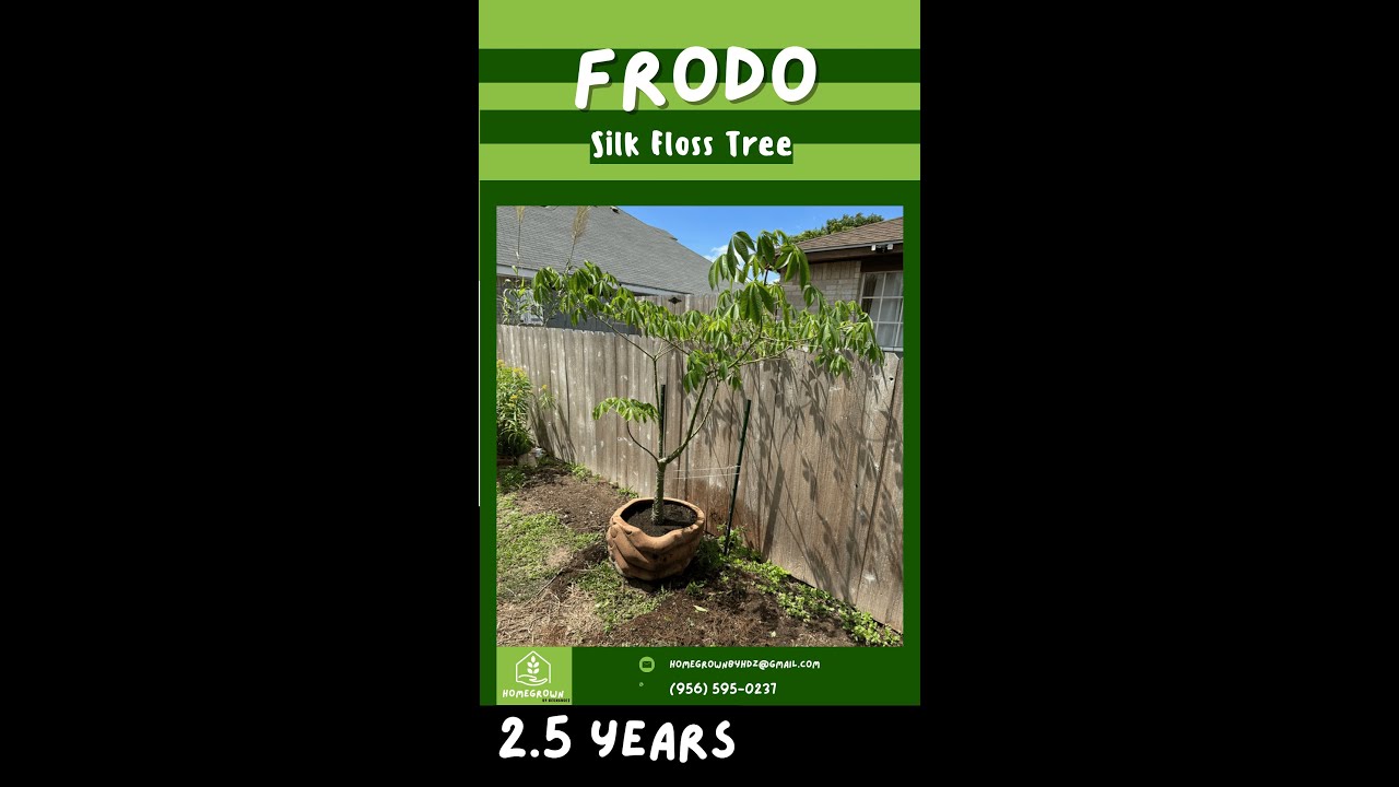 Repotting a Silk Floss Tree | Step-by-Step Guide (Ceiba speciosa)