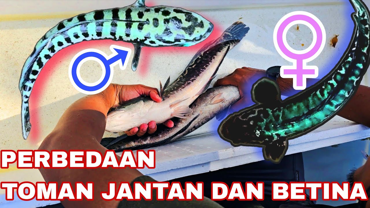 CARA MEMBEDAKAN TOMAN JANTAN DAN BETINA‼️