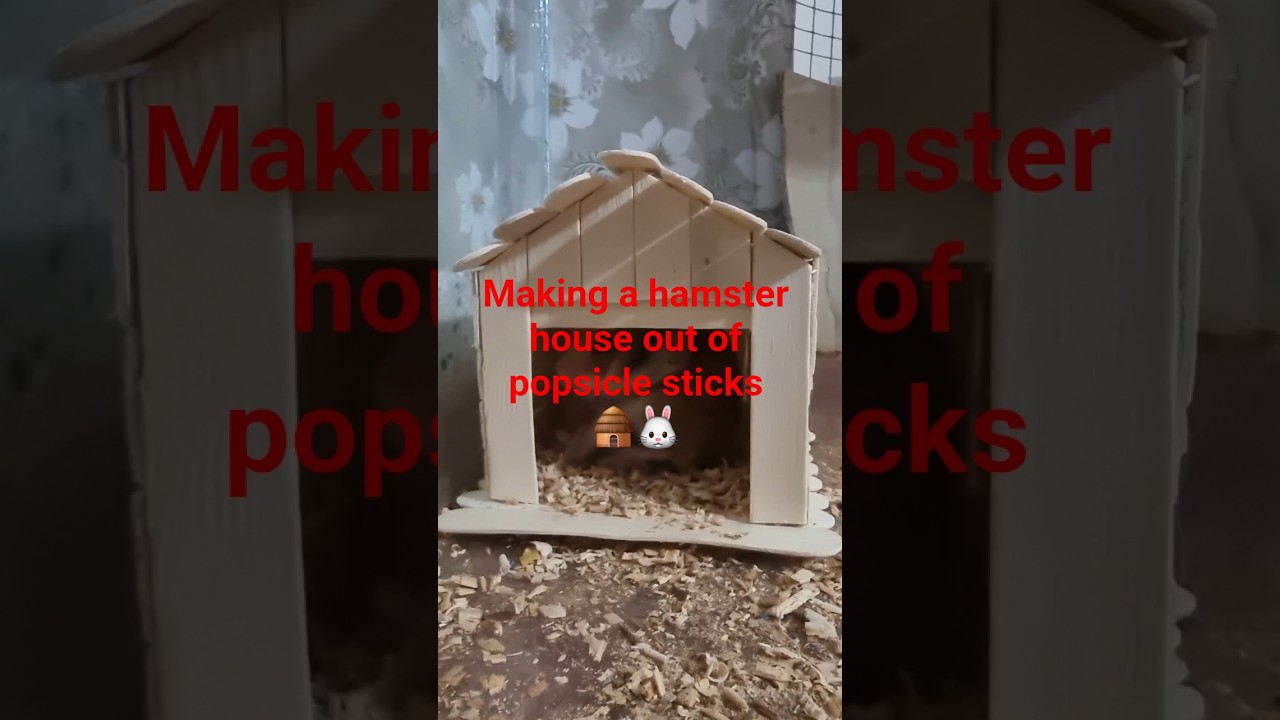 Making a hamster house out of popsicle sticks🛖🐰#hamster #training #trainingvideo