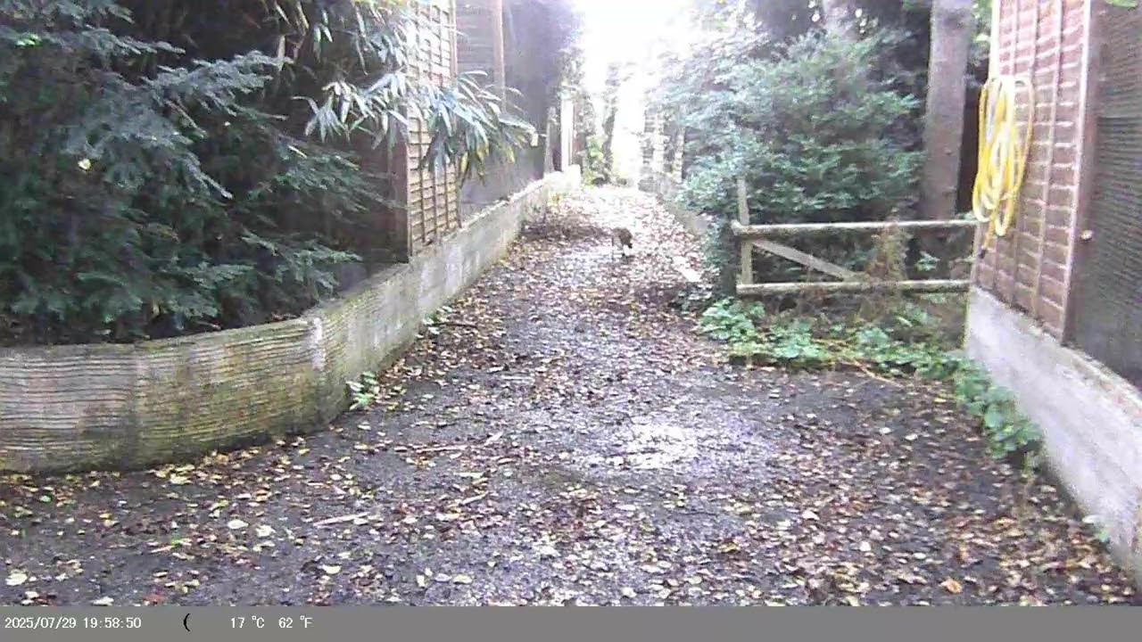Trap Camera Captures Red Fox (Vulpes vulpes) On 29 July 2025
