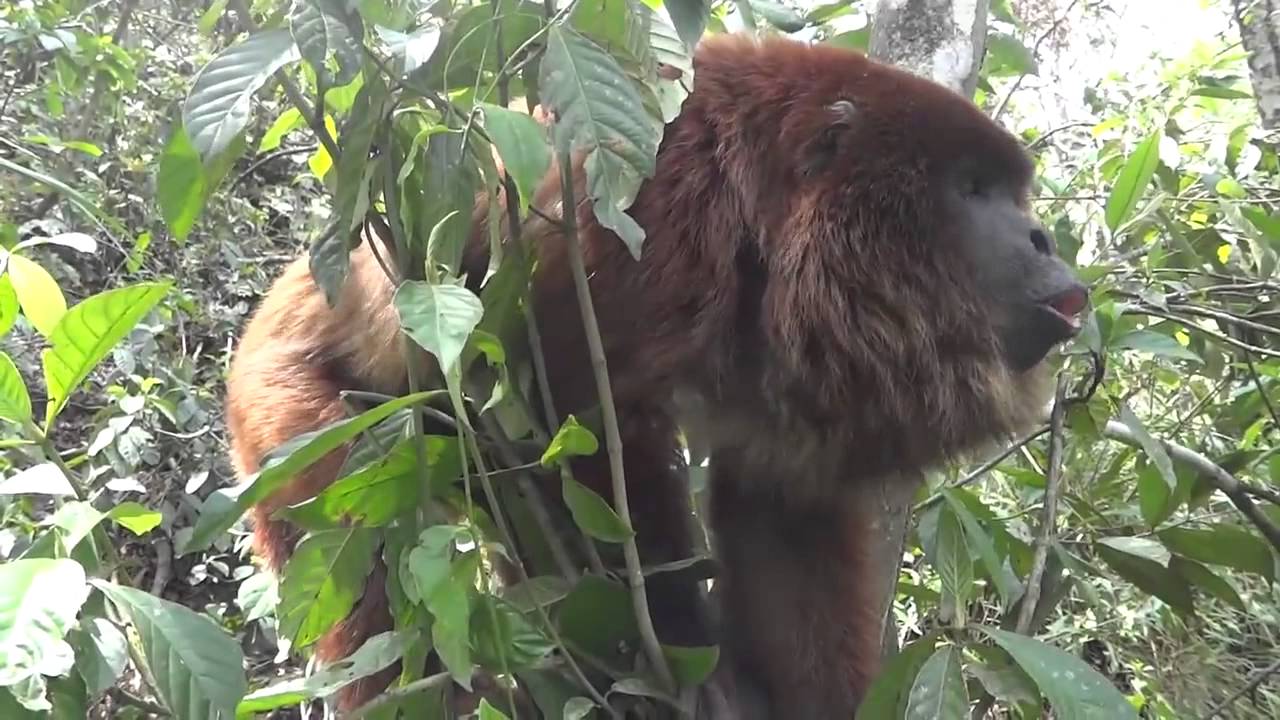 Hear a male howler monkey roar
