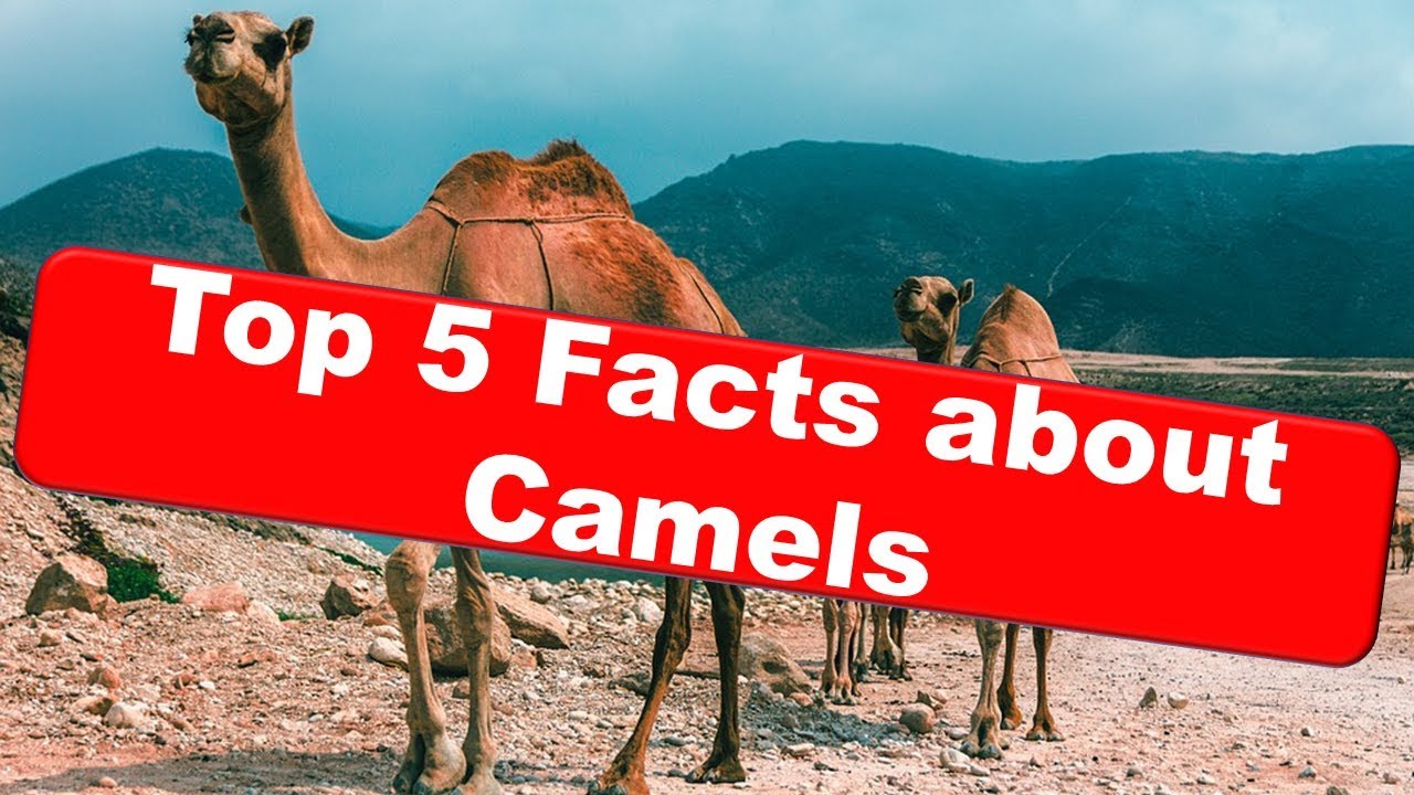 Top 5 Facts about Camels