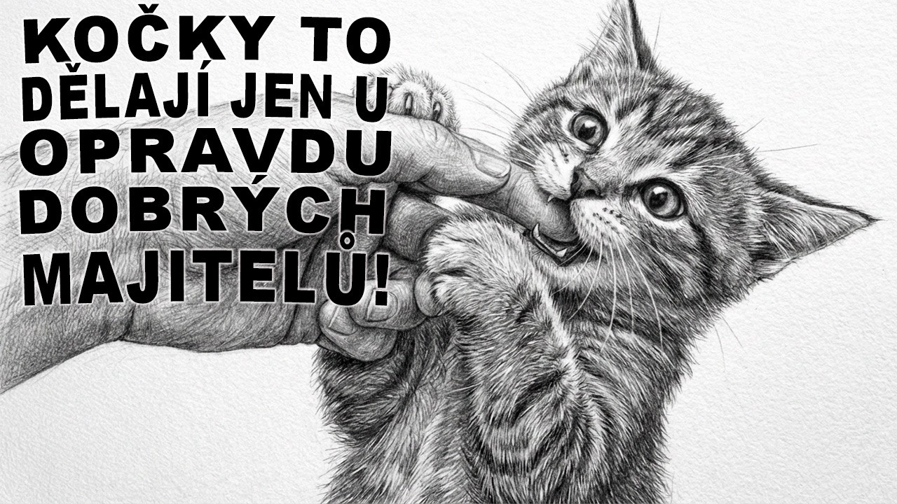 Kočky dělají TO, když žijí naplno! Zkontroluj tu svou