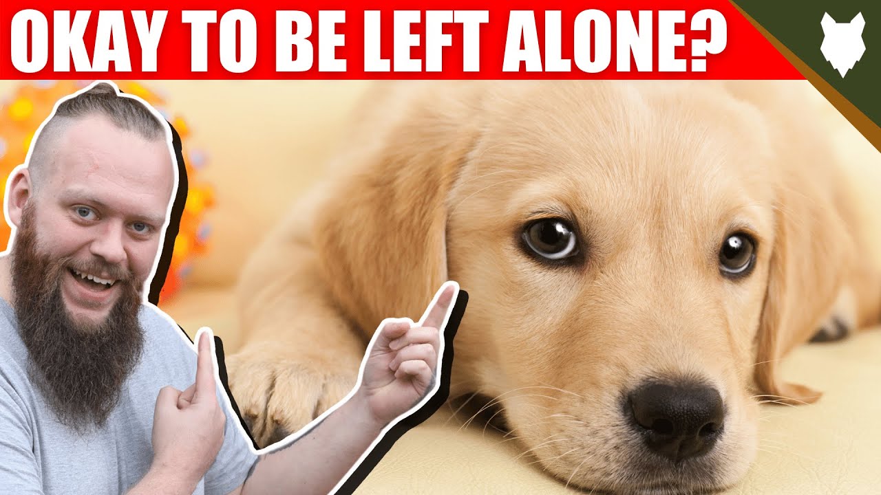 Can My LABRADOR Be Left Alone