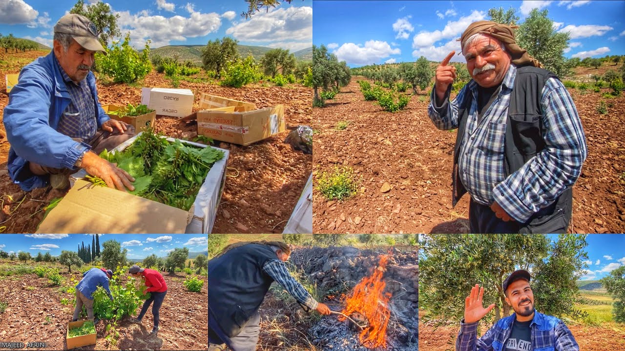 موسم قطف ورق #عنب في دشتي خلولكو مع جاويش ابو علي و اطيب ناس وأروع طبيعة