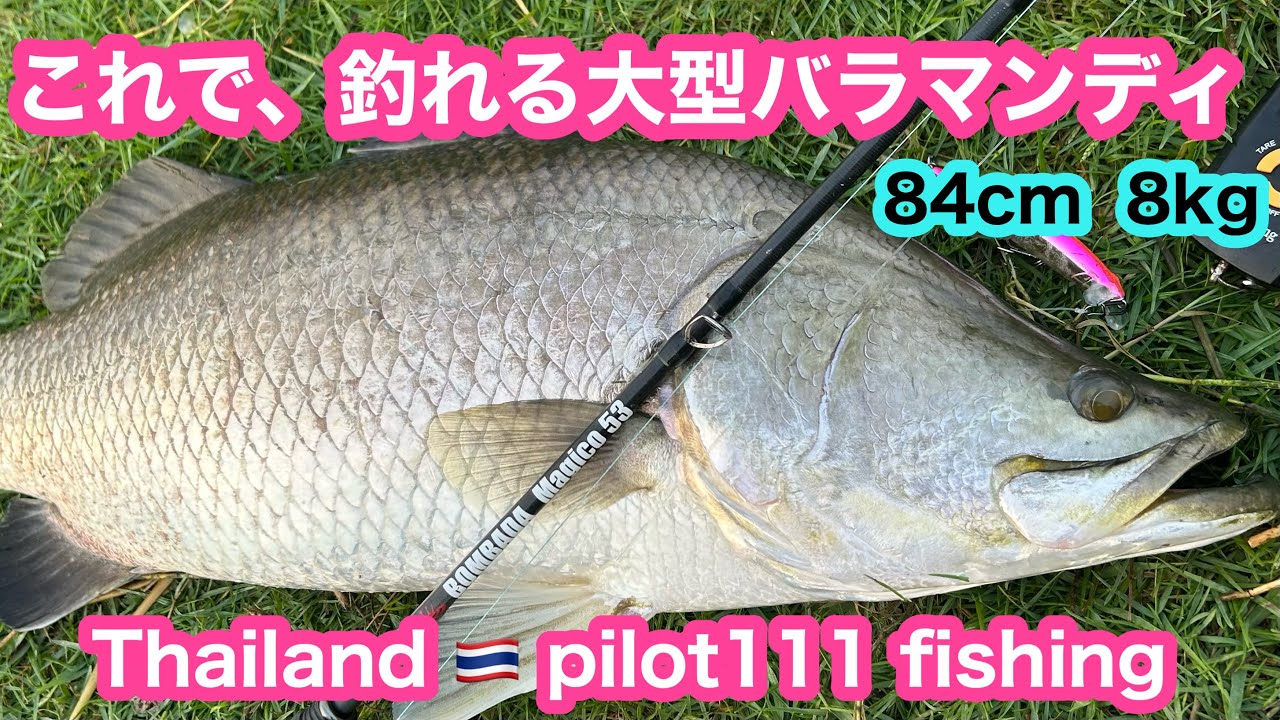海外釣行　大型怪魚　バラマンディ　これで簡単に釣れる⁉️パイロット111 タイ🇹🇭バラマンディ釣り堀