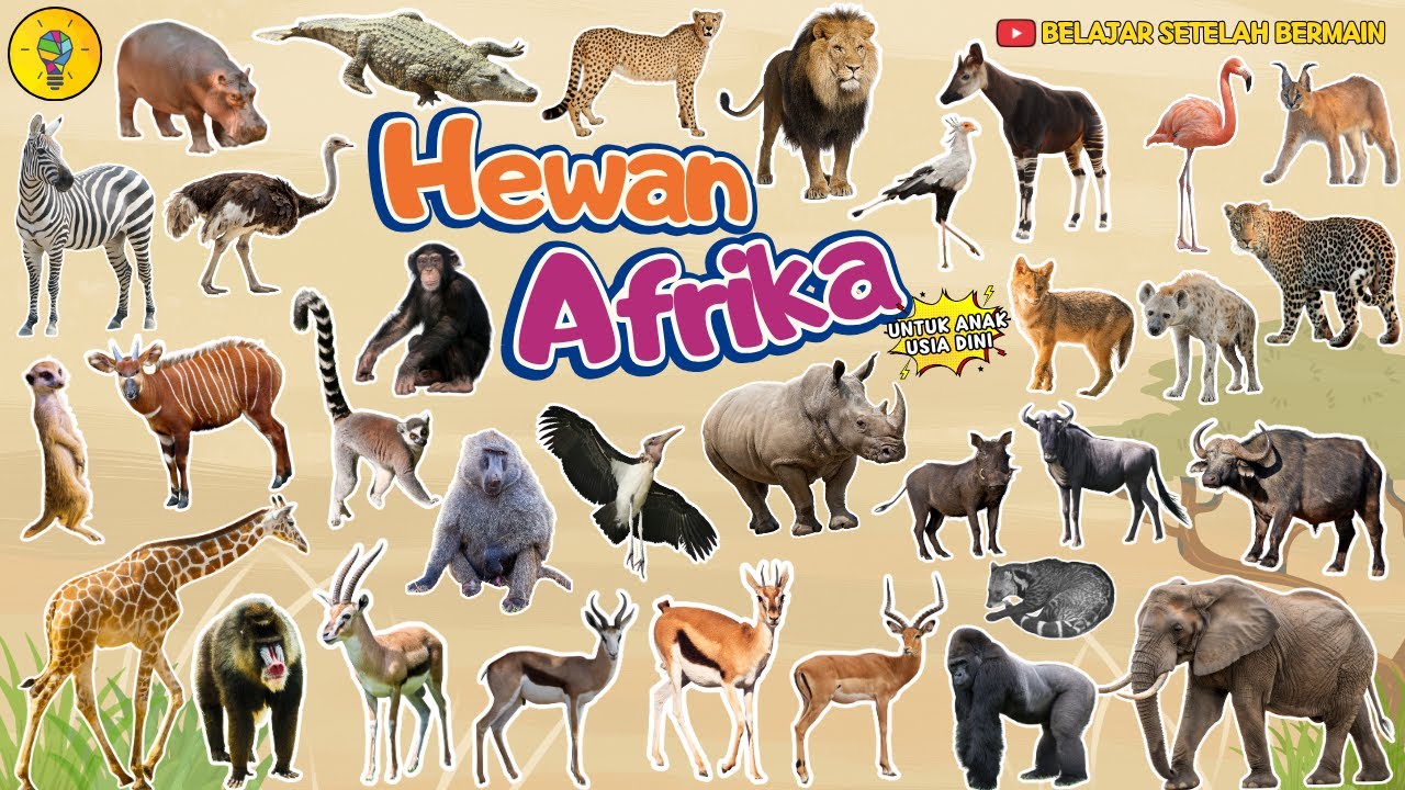 Belajar Mengenal Nama - Nama Hewan Afrika || Belajar Mengenal Hewan - Belajar Setelah Bermain