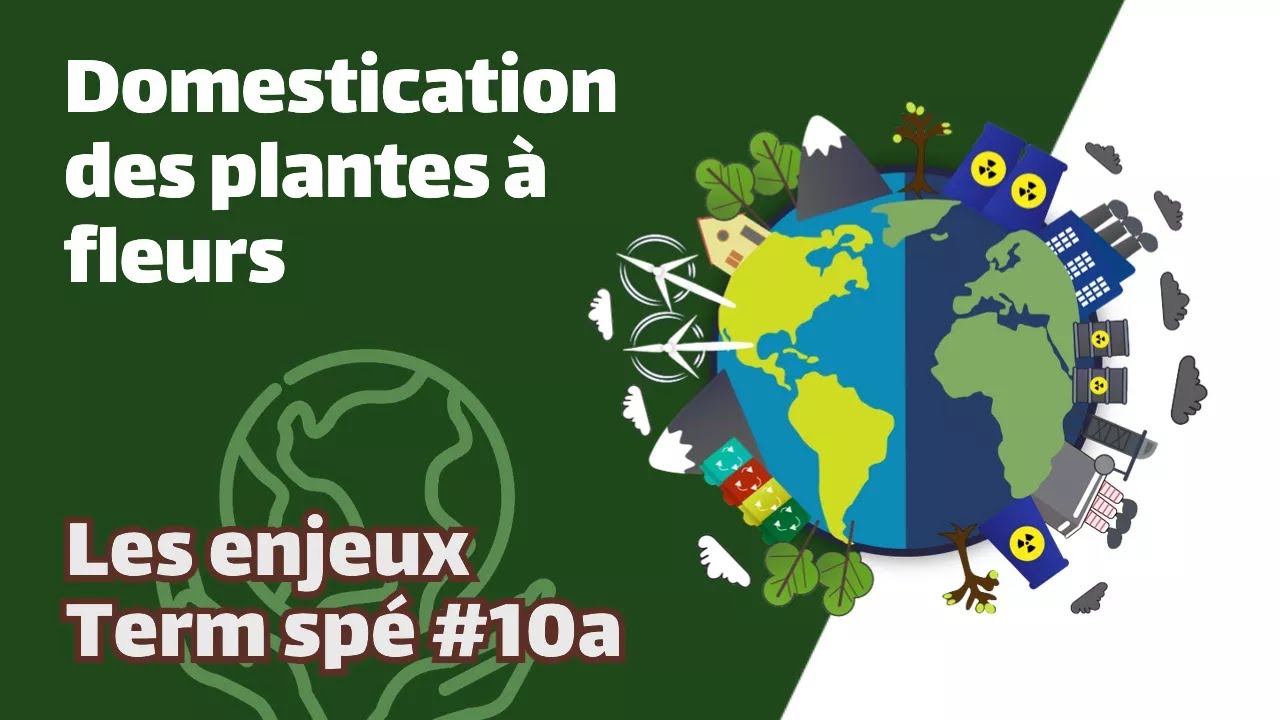 Domestication des plantes à fleurs - SVT - ENJEUX Term spé 