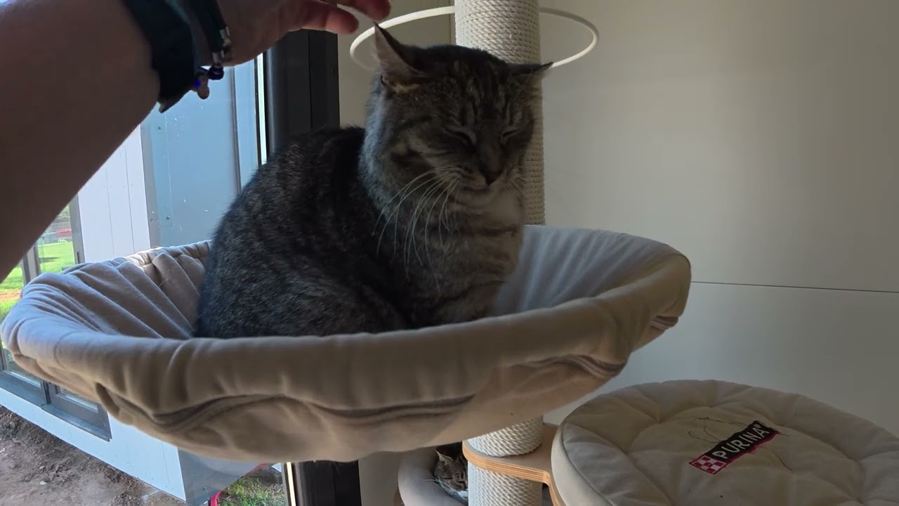 Petting Shelter Cats — Pure Happiness in Every Purr!