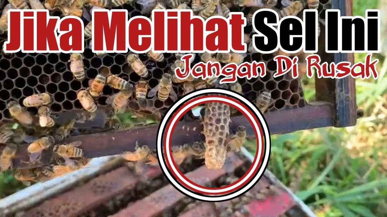 Jangan Dibuang Bila Kita Menemukan Sel Supersedure