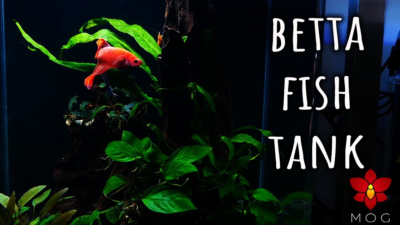 Making a Nano Tank for an Orange Betta Fish!