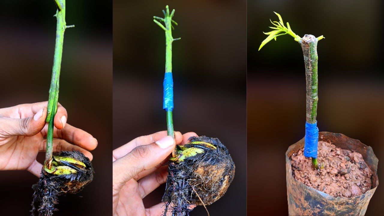 Mango stone grafting new technique 100% success/mango grafting