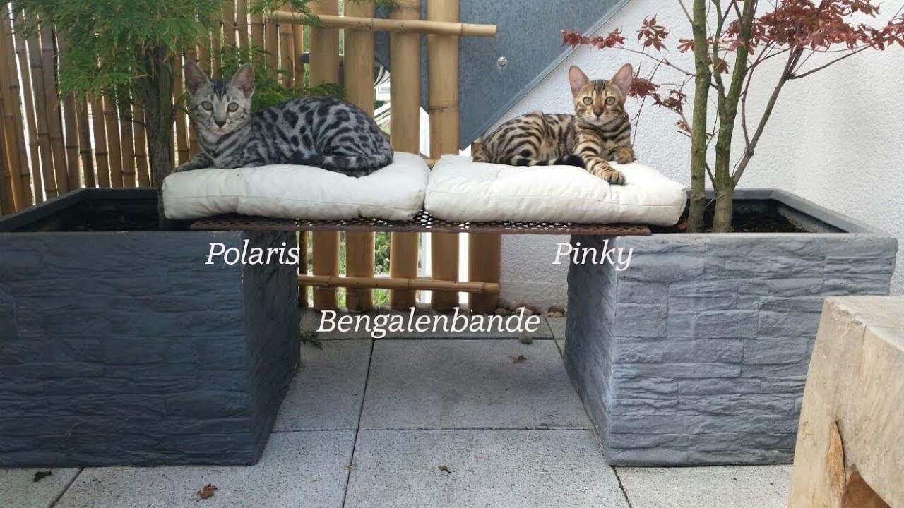 Bengal Playtime