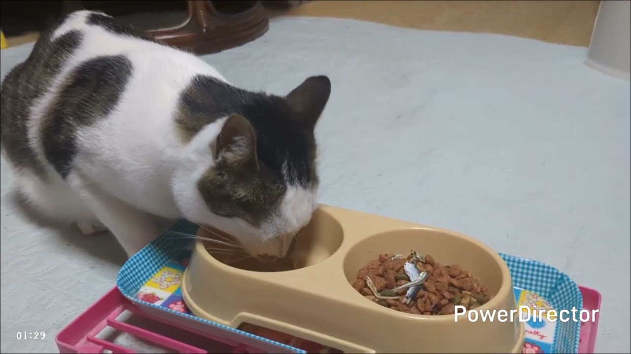ニャアの夕食タイムトライアル(20260214)