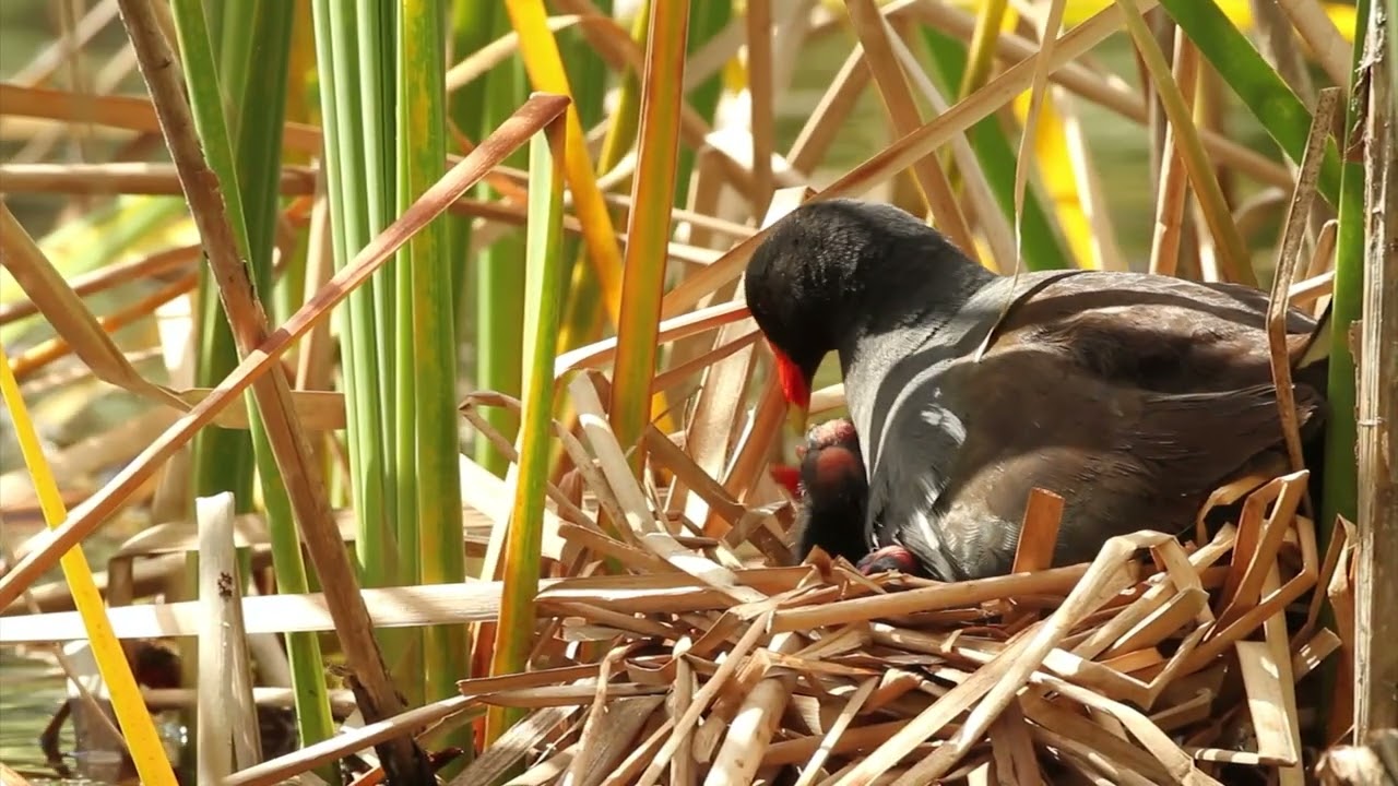 Common Gallinule