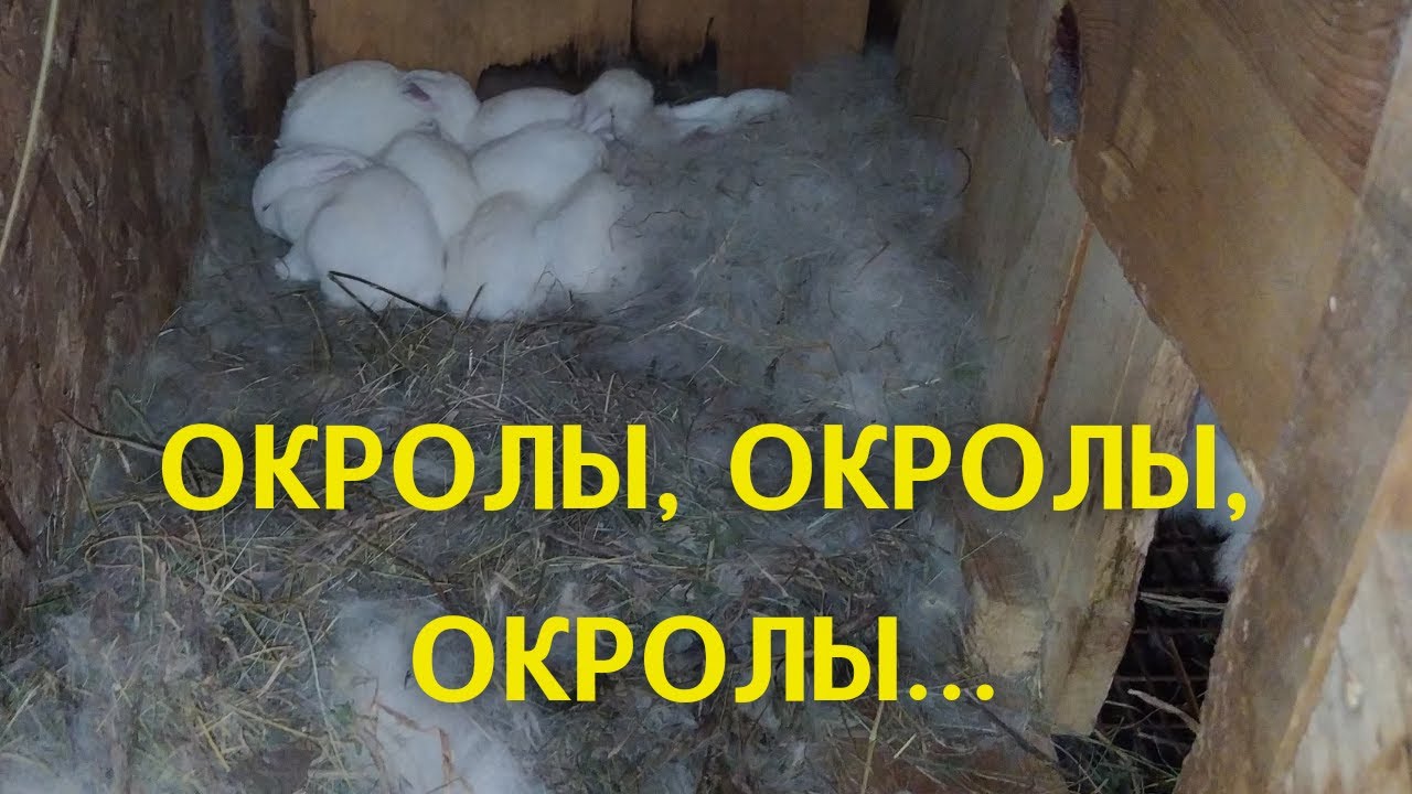 Наши крольчихи принесли потомство!