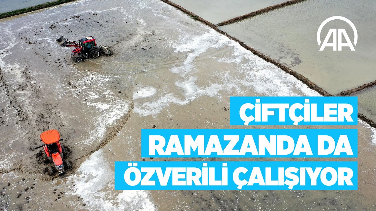 Çiftçilerin çeltiğin yetişmesi için ramazanda özverili ve zorlu mücadelesi