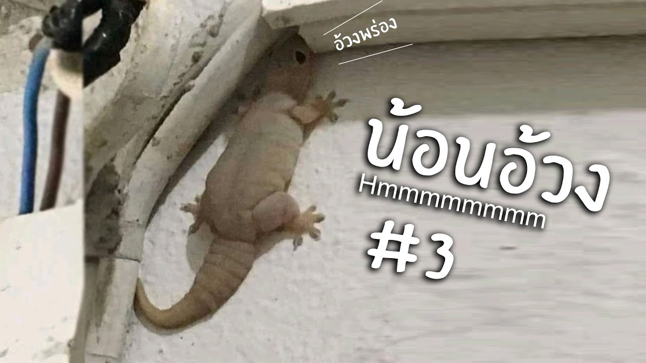 ต้มไก่ยังไงให้กลายเป็นไดโนเสา hmmm 3 | Reddit Review #29
