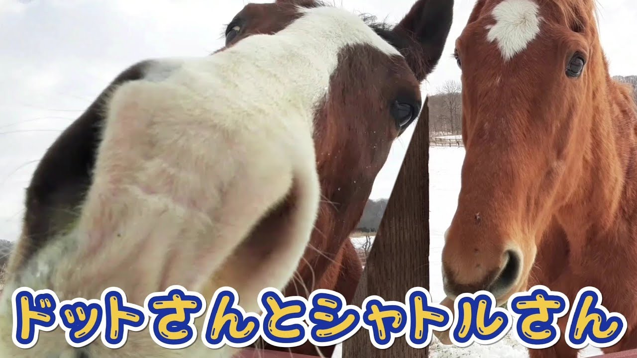 シャトル&ドトウ『名馬と癒しの時間』放牧前と放牧地にて