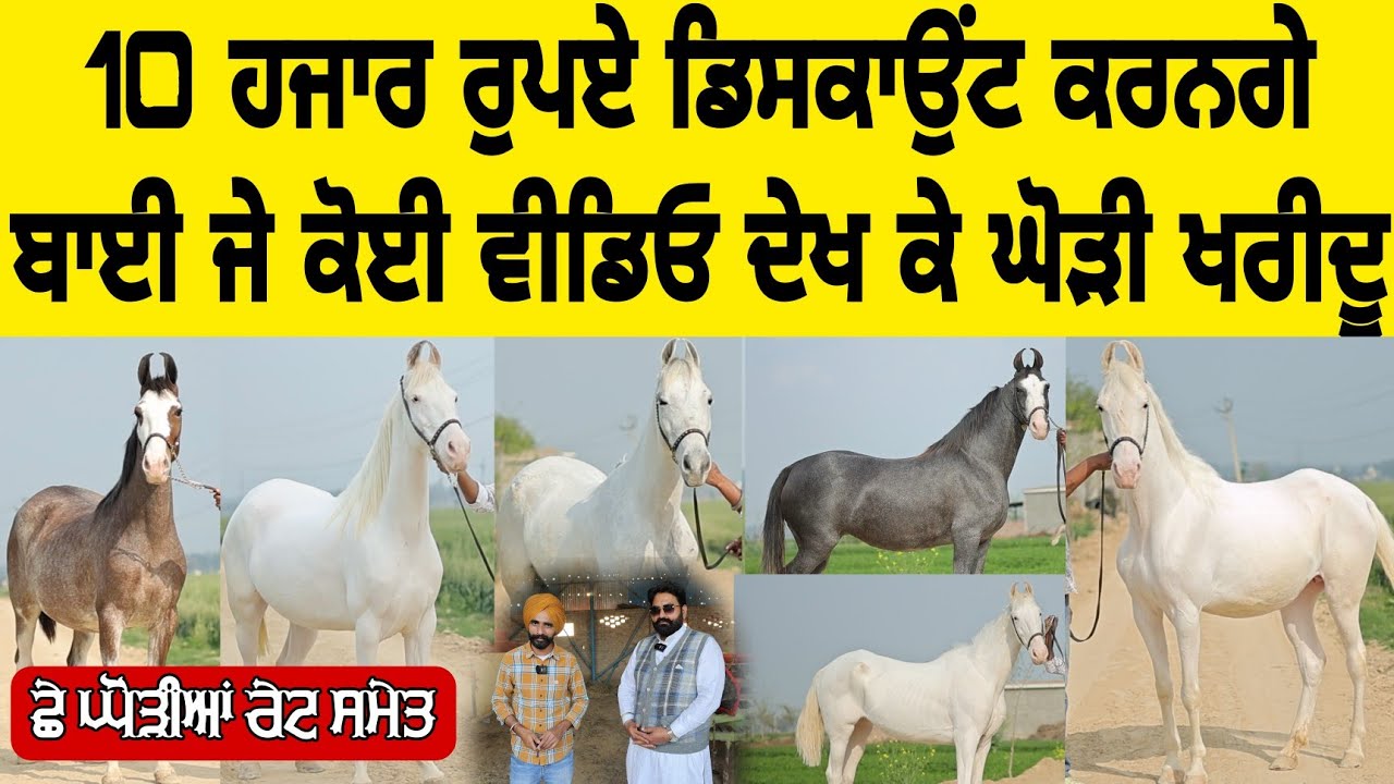 10 ਹਜਾਰ ਰੁਪਏ ਡਿਸਕਾਉਂਟ ਕਰਨਗੇ ਬਾਈ ਜੇ ਕੋਈ ਵੀਡਿਓ ਦੇਖ ਕੇ ਘੋੜੀ ਖਰੀਦੂ Mare for sale