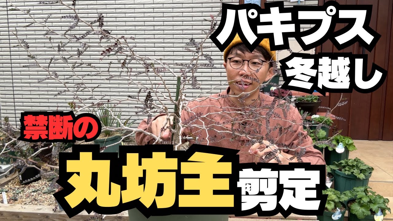 【衝撃】オペルクリカリアパキプスをこんなに切ってしまう！【剪定】【冬越し】