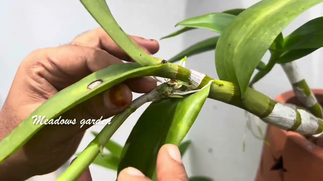 Dendrobium orchid propagation easy method