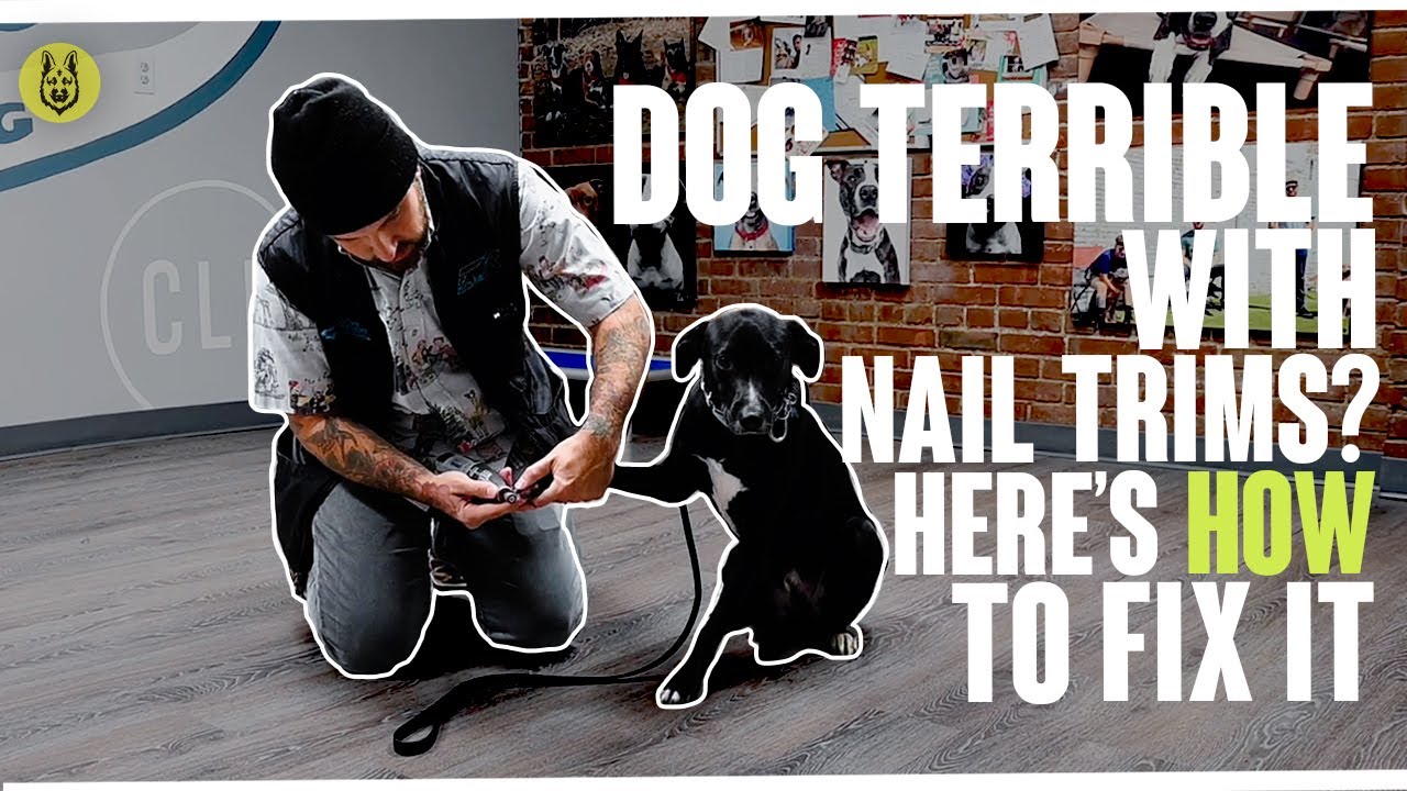 Dog Terrible With Nail Trims? Here's How To Fix It!