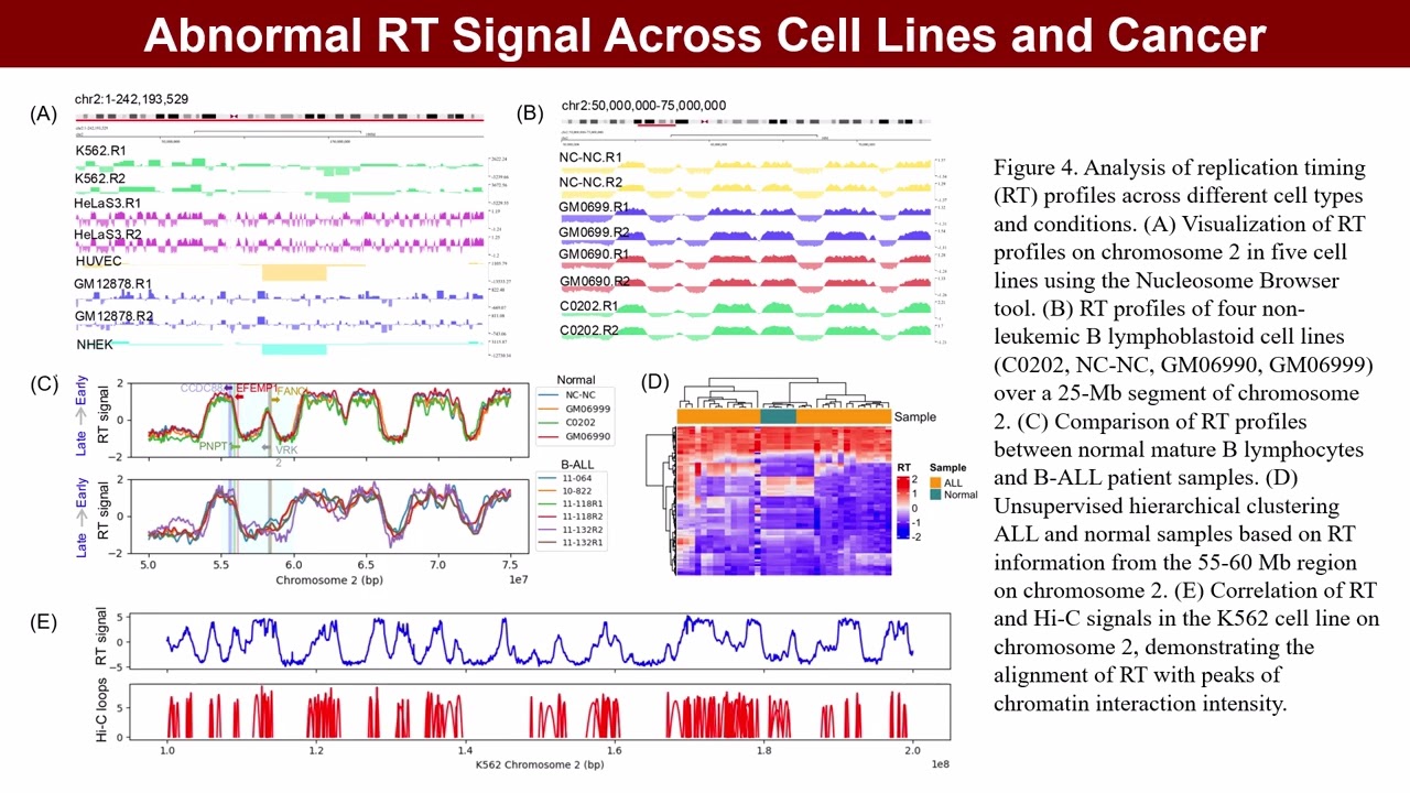 iMeta | RepliChrom: Cancer-associated enhancer-promoter interactions using DNA replication timing