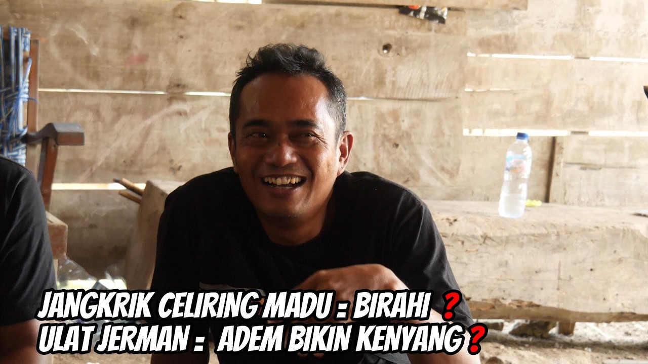 EFEK DAN MANFAAT COLOKAN JANGKRIK MADU DAN ULAT JERMAN !! TAMBAH ILMU SEMOGA BERMANFAAT