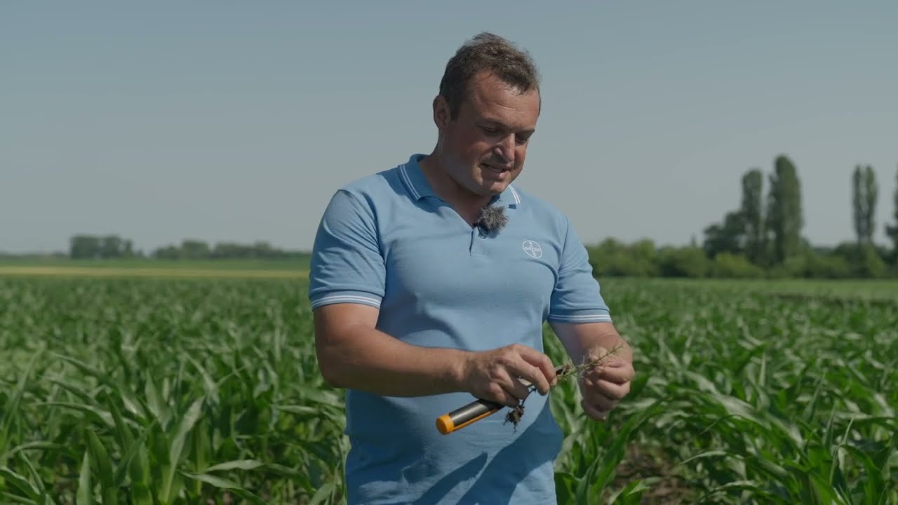 Дослід по захисту кукурудзи після попередника соняшник. Досвід. АгроАрена Лубни