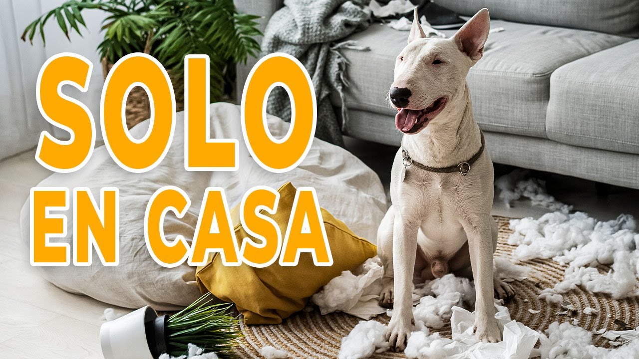 🐶 Cómo dejar a tu PERRO solo en casa sin estrés: 7 CONSEJOS INFALIBLES 😉