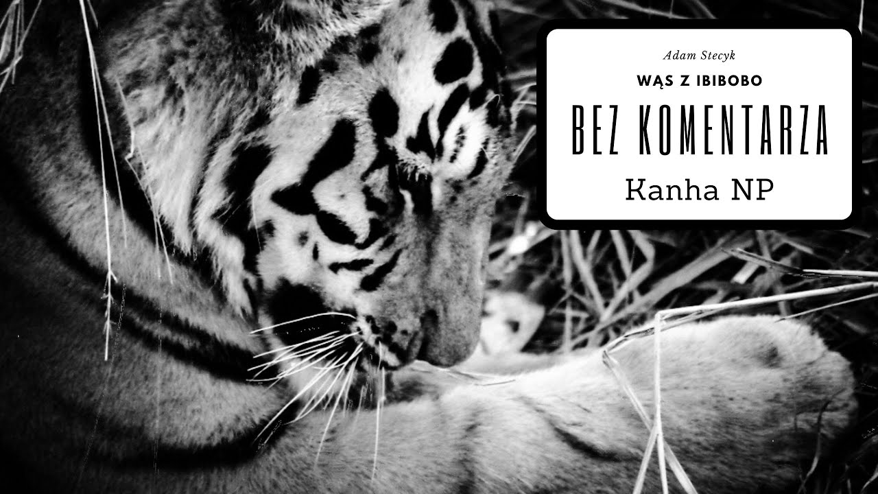 Wąs bez komentarza 18 - Kanha National Park