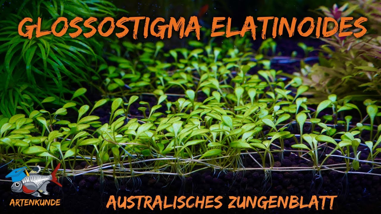 Australisches Zungenblatt - Glossostigma elatinoides | AQUAddicted! Artenkunde | XMAS Edition T&uuml;r 7